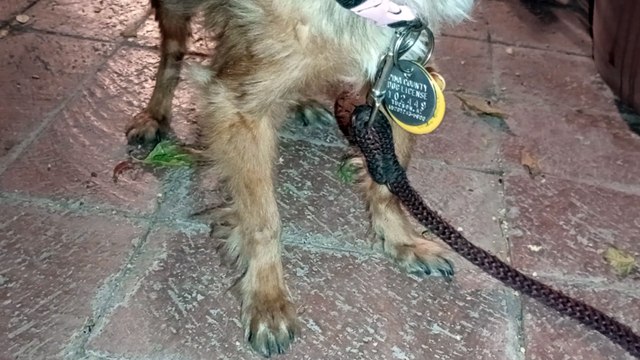 Villanova walks around with that right front leg extended every once in a while but not seen here VID_20241005_211723250