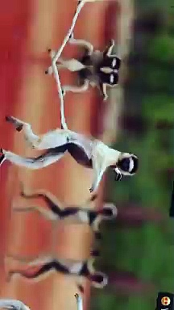 Entertainment / Comody Videos