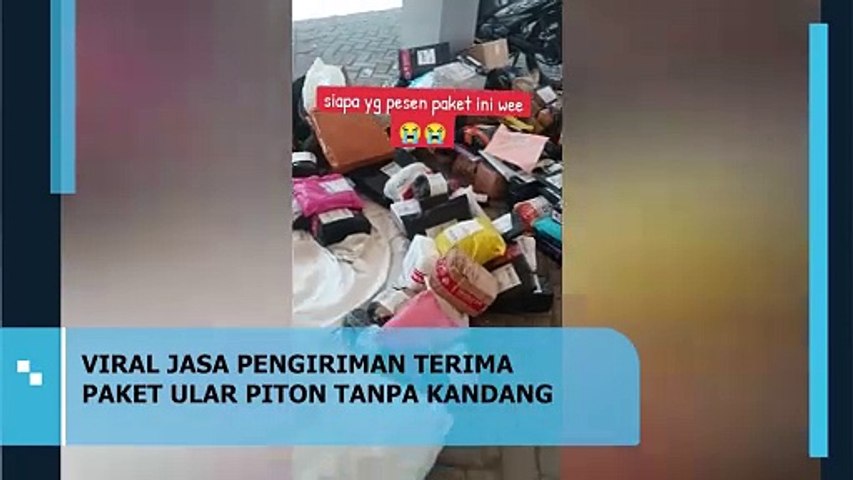 Jasa Pengiriman Terima Paket Ular Piton Tanpa Kandang, Videonya Viral