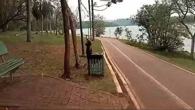 Em Cascavel: Macaquinho é flagrado ‘bebendo cerveja’ no Lago Municipal