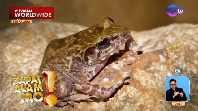 Gigantes limestone frog, itinuturing na critically endangered | Dapat Alam Mo!