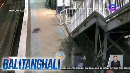 Koala, nagpagala-gala sa isang istasyon ng tren | Balitanghali
