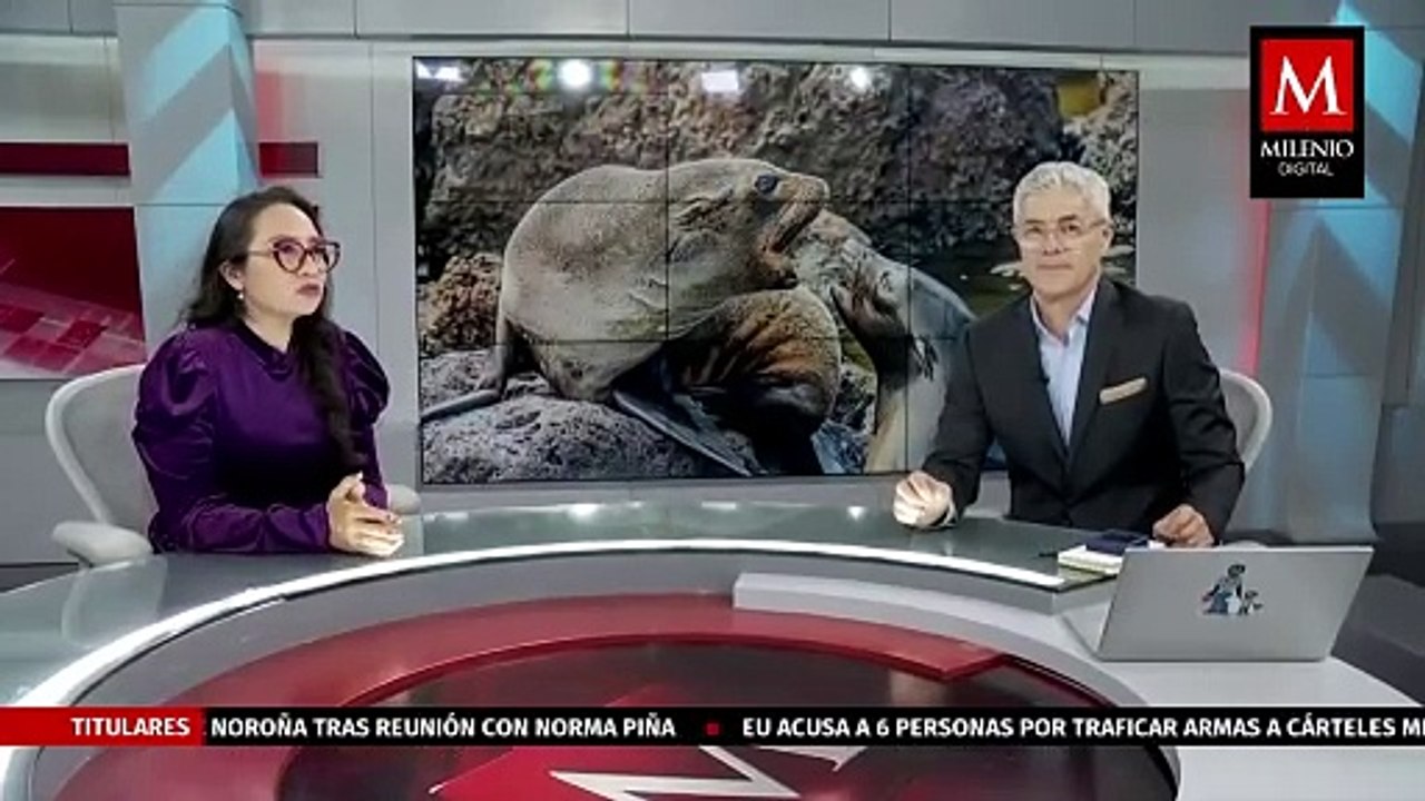 Denuncian negligencia de las autoridades ante un derrame de petróleo en Veracruz | Milenio Hábitat