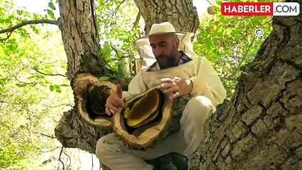 Van'ın Dağlarında Eşsiz Kaya ve Ağaç Balı Avı