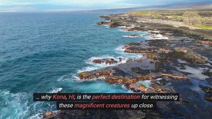 What Can You Expect On A Kona Whale Watching Tour