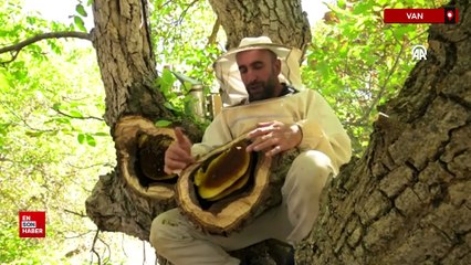 Van'da bu balı bulmak için kilometrelerce yürüyorlar