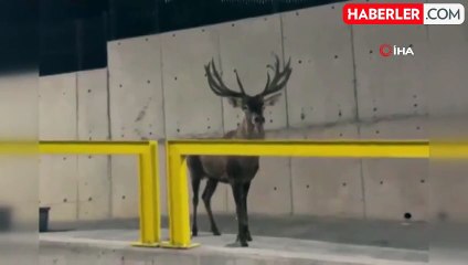 İzmir'deki Yaralı Geyik İçin Bakan Yumaklı'dan Açıklama