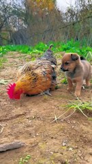 Friendship _ puppy and chicken . A beautiful moment