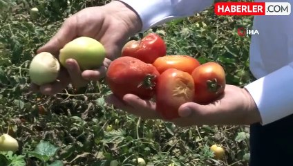 Çukurova'da Aşırı Sıcaklar Çiftçiyi Zora Soktu