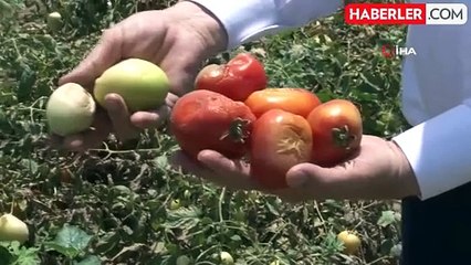 Çukurova'da Aşırı Sıcaklar Çiftçiyi Zora Soktu