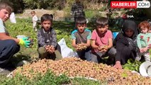 Şırnak'ta Ceviz Hasadı Başladı