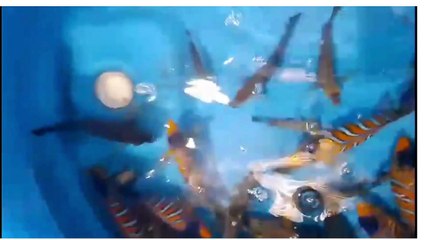 "Discover the Mesmerizing Colors of Maldives Deep-Sea Fish"