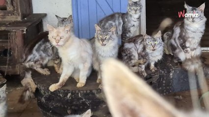 Gironde : une association découvre une vingtaine de chats dans une "maison de l'horreur"