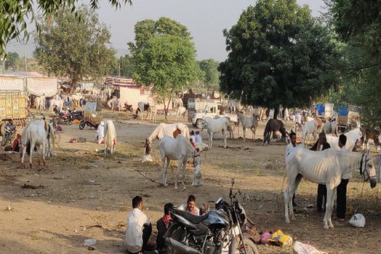 खलकाणी माता का गर्दभ मेला: 500 से ज्यादा घोड़े-घोड़ी बिकने के लिए पहुंचे, खरीदार कर रहे मोलभाव