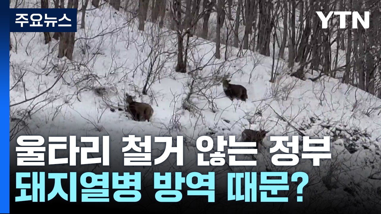 천 마리 잃고도 산양 통로 '찔끔' 개방...방역 때문? / YTN