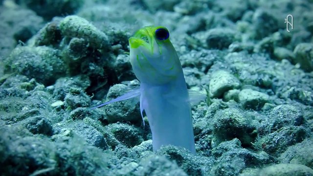 El Pez EXCAVADOR que vive BAJO Suelo · DOCUMENTAL de Peces