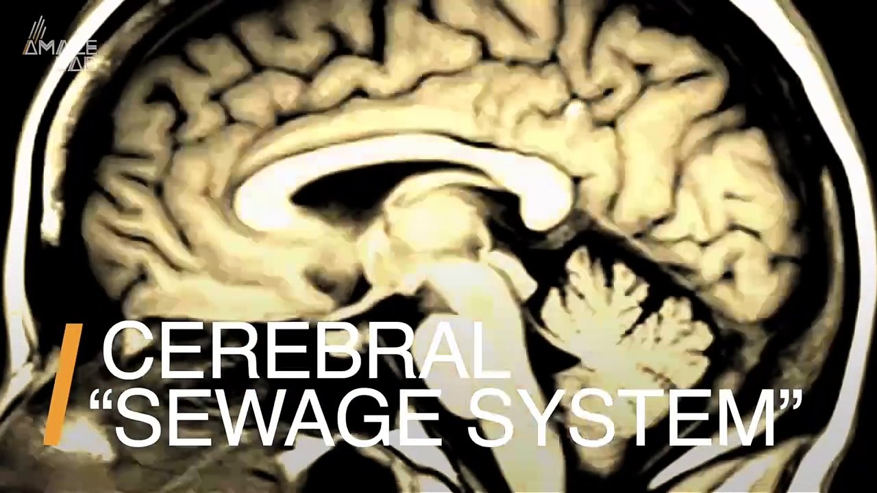 Scientists Map the Previously Only Theorized Human Brain ‘Sewage System’ in World First