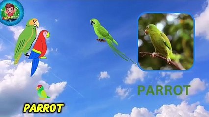 Learn Bird Names for Kids 🐦 | Fun & Educational Bird Facts with KidsMation