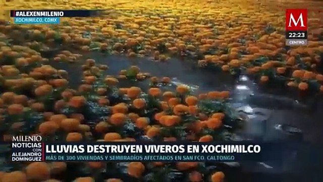 Inundaciones en Xochimilco causan pérdidas millonarias a productores de plantas
