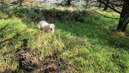 Playful puppy Jadzia has been given a second chance at life following specialist surgery at Kentdale Referrals in Cumbria