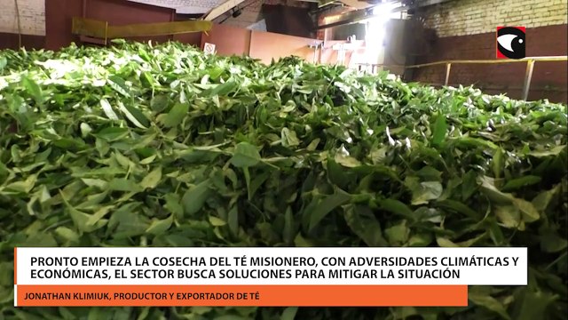Pronto empieza la cosecha del té misionero, con adversidades climáticas y económicas, el sector busca soluciones para mitigar la situación