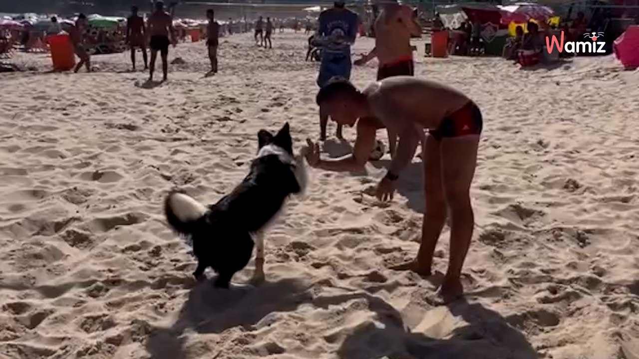 Border Collie hat ein besonderes Talent: Ganz Brasilien ist hin und weg (Video)