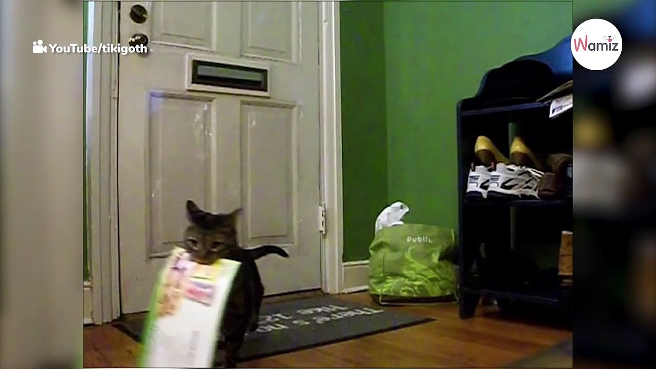 Jeden Tag zur selben Uhrzeit wartet ein Kätzchen hinter der Tür: Plötzlich... (Video)