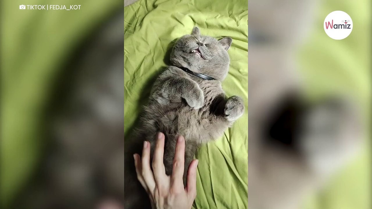 Als diese Katze ihre Augen öffnet, bleibt allen die Spucke weg