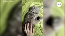 Als diese Katze ihre Augen öffnet, bleibt allen die Spucke weg