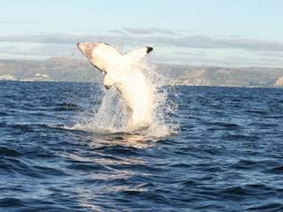 white shark reportage humour
