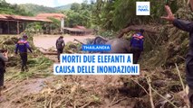 Inondazioni in Thailandia: muoiono due elefanti del santuario Elephant Nature Park