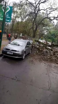 Un árbol cayó encima de un automóvil en el parque San Martín