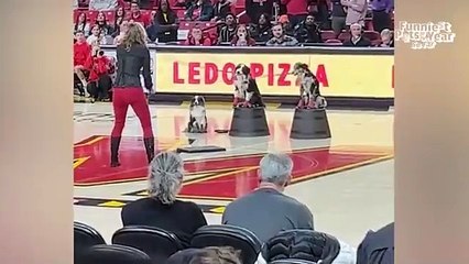 Hilarious Pets of 2024  | Ultimate Fun Compilation!