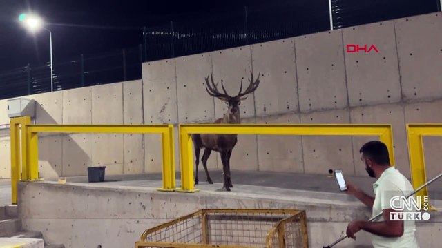 İzmir’de fabrikaya sığınan geyik ayağından vurulmuş