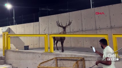 İzmir’de fabrikaya sığınan geyik ayağından vurulmuş