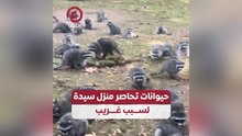 حيوانات تحاصر منزل سيدة لسبب غريب