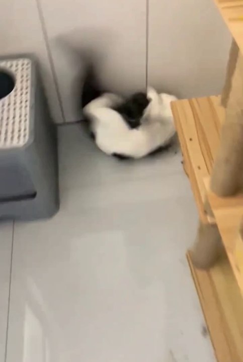 Funniest animals | cute animals | #animals #cuteanimals #funniestanimals