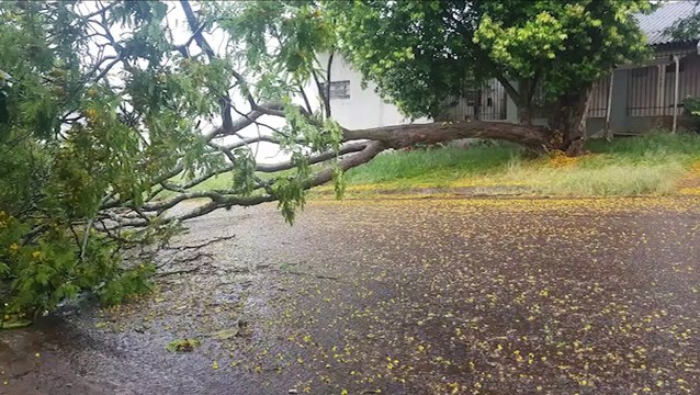Árvore cai no meio da rua e interdita via no Bairro Cancelli
