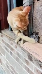 funny_cat_videos_#shorts_#ytshorts(480p)