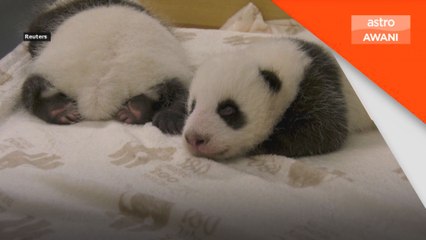 Comelnya...dua anak panda celik mata pertama kali