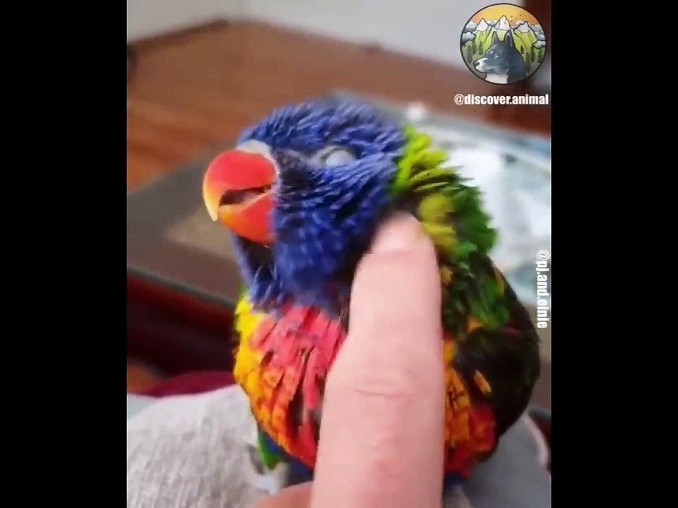 AWW Animals SOO Cute! Cute baby animals Videos Compilation cute moment of the animals #7