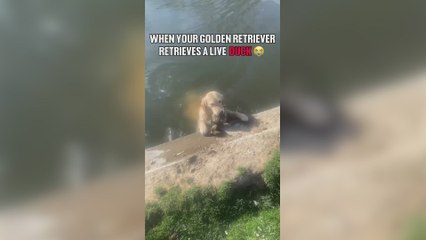 Un pato bordea la muerte y un Golden Retriever se viste de héroe sin capa