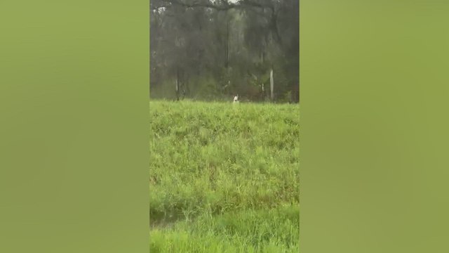 Florida Highway Patrol saves dog trapped as Hurricane Milton threatens Tampa