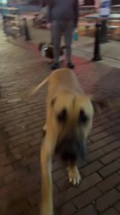 Dog Stops Being Mischievous and Acts Innocent After Seeing Woman