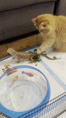Cat Gently Pets Lizard for First Time