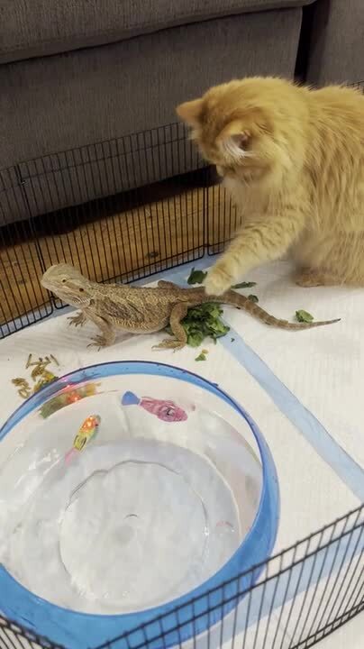 Cat Gently Pets Lizard for First Time