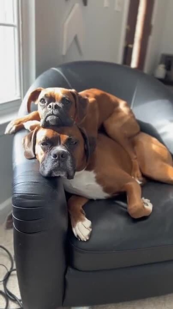 Dog Lays on Another Dog
