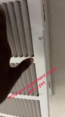 Woman Finds Kitten Living Inside Vent in Her House