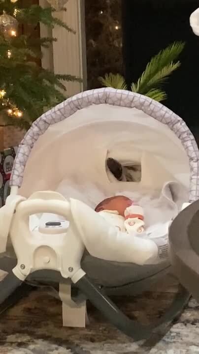 Cat Curiously Tries To Touch Sleeping Toddler