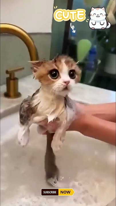 Cats Doing Cat Things #cats #catshorts #shortsviral #trending #funny #cute #trendingshorts